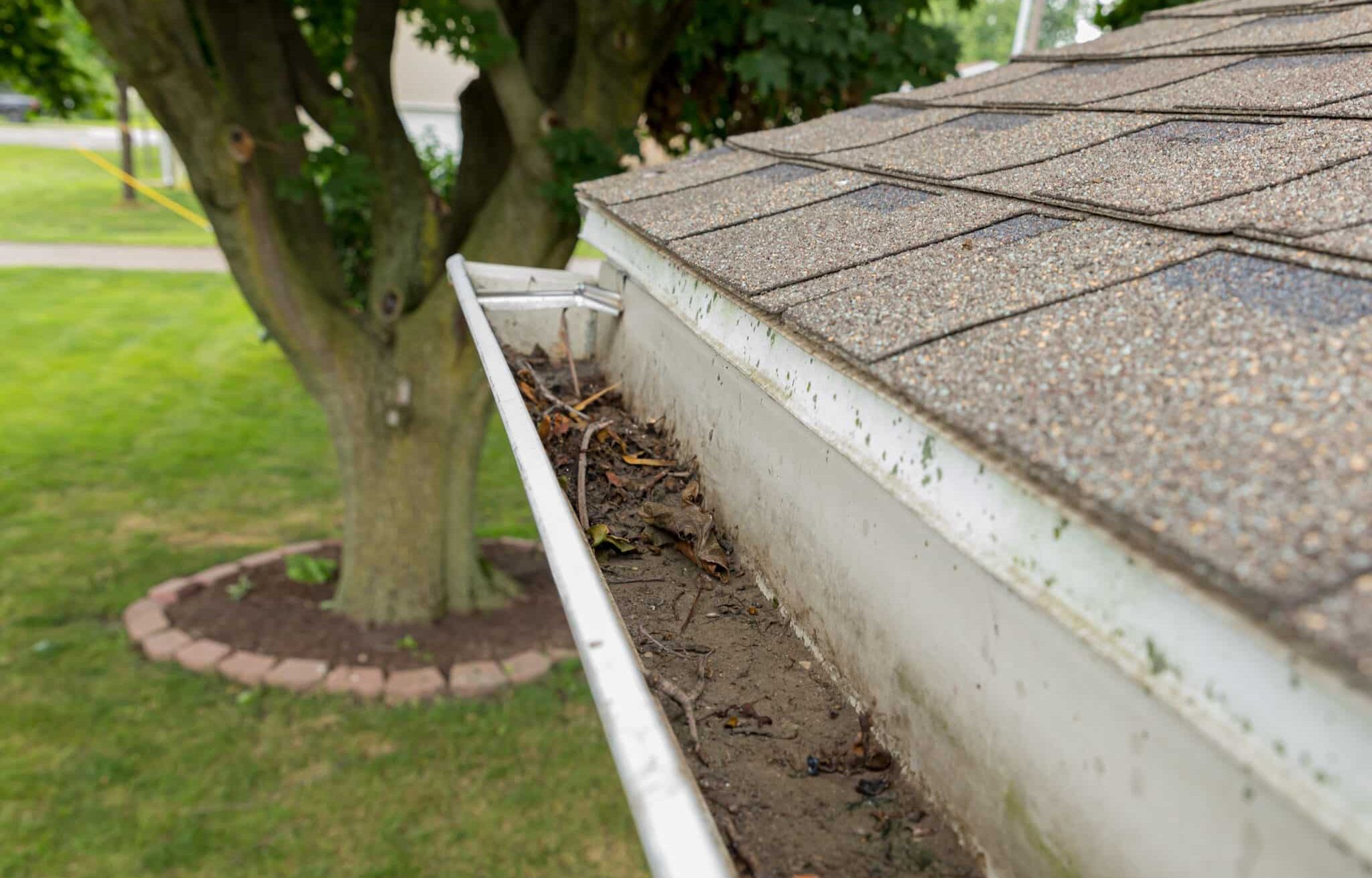 House gutter clogged with tree leaves, sticks, and debris. Tree sapling growing in the mold and mildew covered gutter